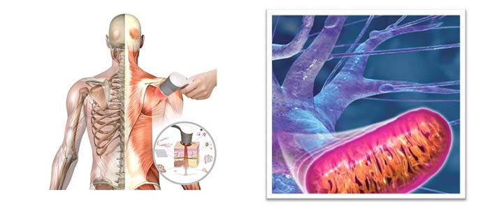 Chiropractic Altoona PA Spine Muscles and Neurons Chiropractic Altoona PA Spine Muscles and Neurons